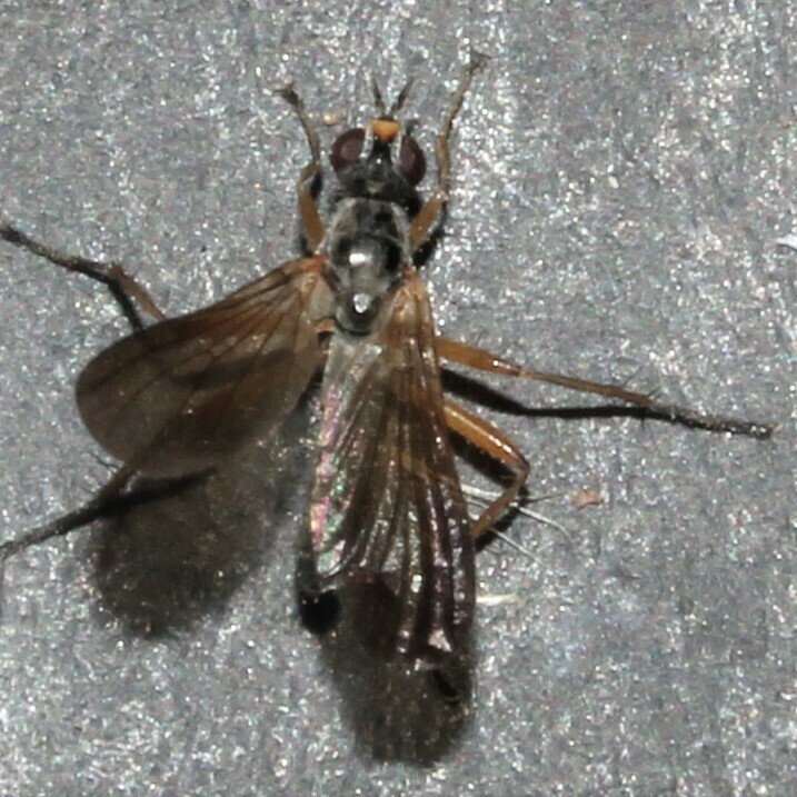Orthacheta cornuta