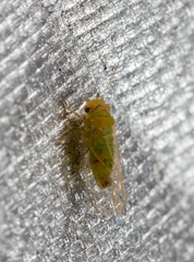 Heteropsylla