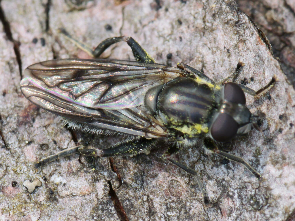 Bare-winged Leafwalker