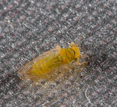 Heteropsylla