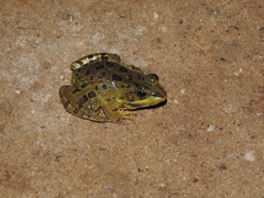Pelophylax saharicus