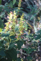 Salvia lasiantha