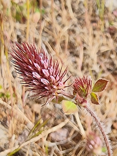 Image of Trifolium ligusticum by (c) Vítor Jorge, some rights reserved (CC BY)