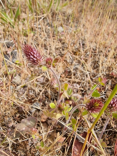 Image of Trifolium ligusticum by (c) Vítor Jorge, some rights reserved (CC BY)