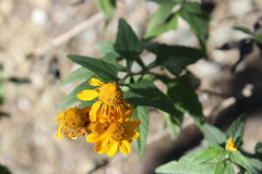 Zaluzania montagnifolia