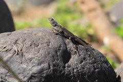 Agama doriae