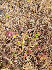 Trifolium ligusticum image