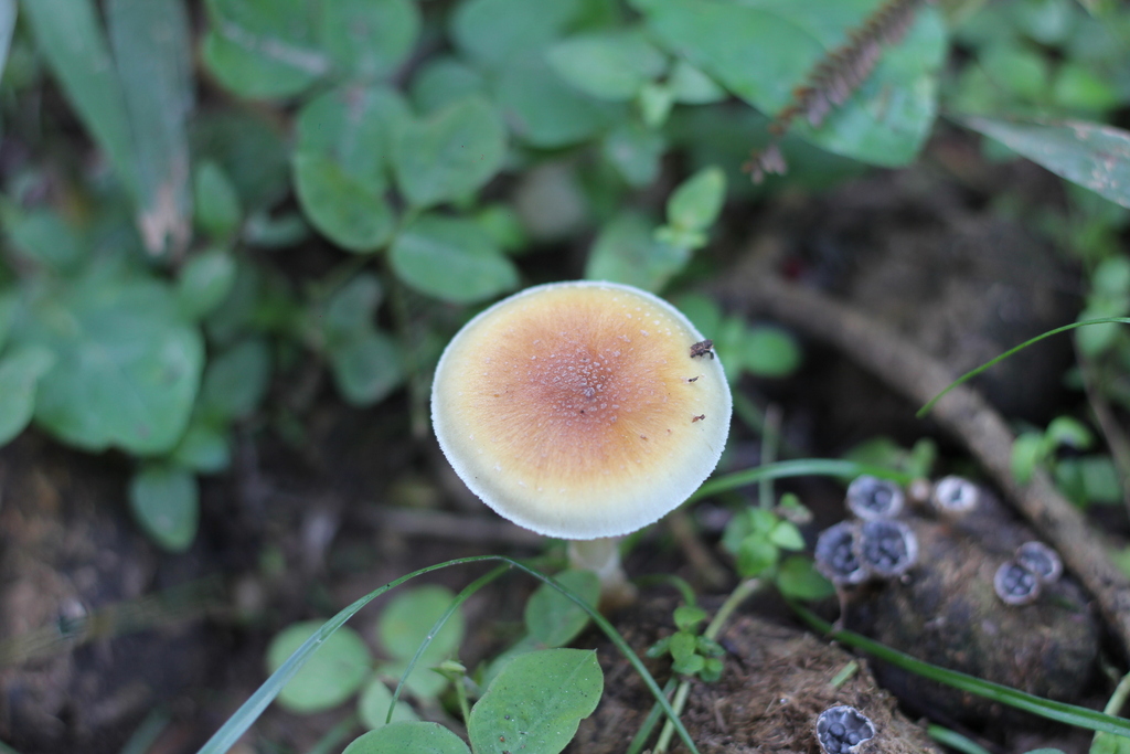 Psilocybe cubensis · May 2023 · photo: © romigaleota (iNaturalist, cc-by)