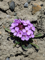 Erysimum pallasii