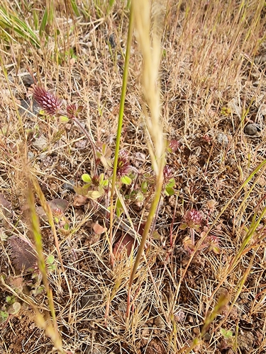 Image of Ligurian Clover (Trifolium ligusticum) by (c) Vítor Jorge, some rights reserved (CC BY)