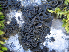 Lathagrium fuscovirens