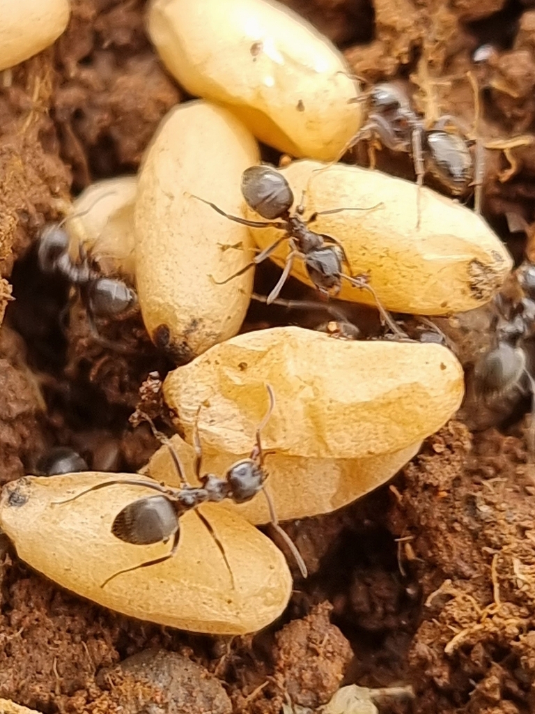 Lasius grandis