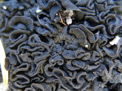 Lathagrium fuscovirens