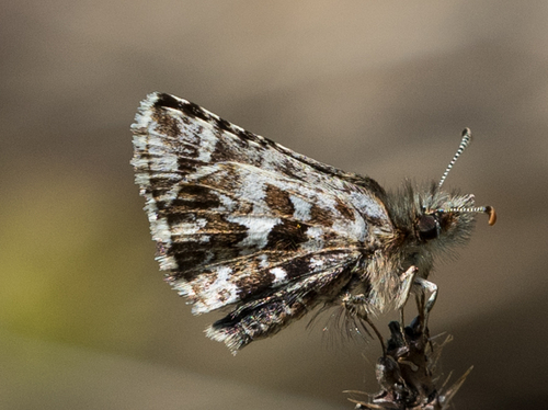 Two-banded Checkered-Skipper