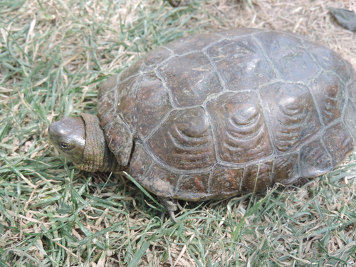Mediterranean Turtle