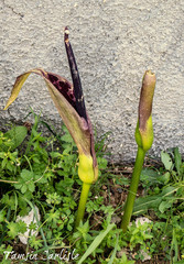 Arum dioscoridis