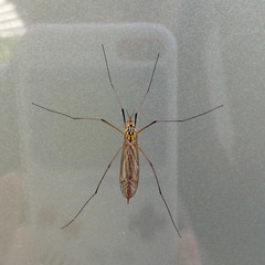 Nephrotoma cornicina