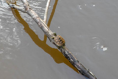 Graptemys flavimaculata