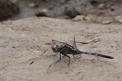Orthetrum julia
