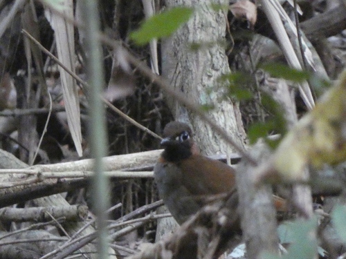Mayan Antthrush (Formicarius moniliger), photo 9