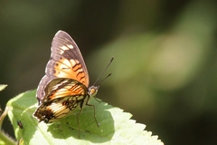 Junonia sophia