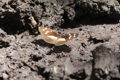 Aterica galene