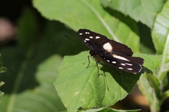 Aterica galene