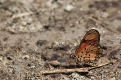 Acraea acerata