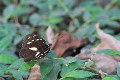 Aterica galene