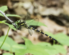 Cordulegaster erronea