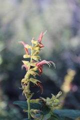 Salvia lasiantha