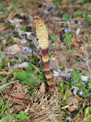 Equisetum telmateia telmateia