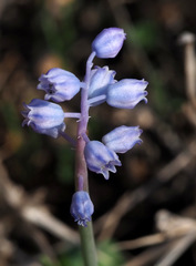 Muscari parviflorum
