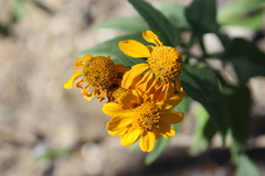 Zaluzania montagnifolia