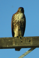 Buteo jamaicensis