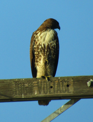 Buteo jamaicensis