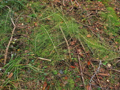 Equisetum telmateia telmateia