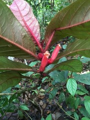 Columnea inaequilatera