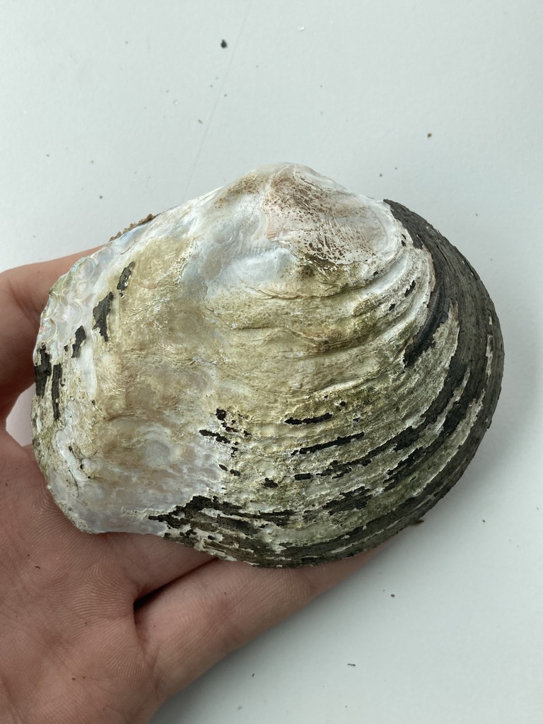 Mapleleaf from Boeuf Creek, Colter's Landing Access, MO on May 16, 2023