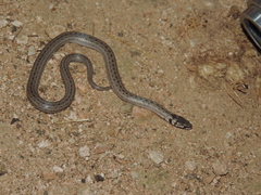 Macroprotodon mauritanicus