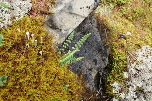 Smooth woodsia (Woodsia glabella)