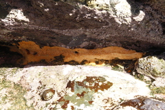 Hymeniacidon perlevis