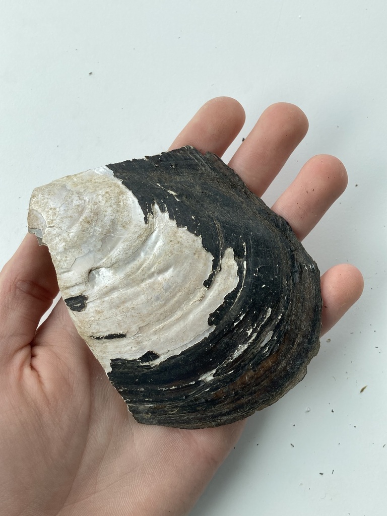 Pink Heelsplitter from Boeuf Creek, Colter's Landing Access, MO on May