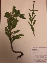 Saponaria officinalis
