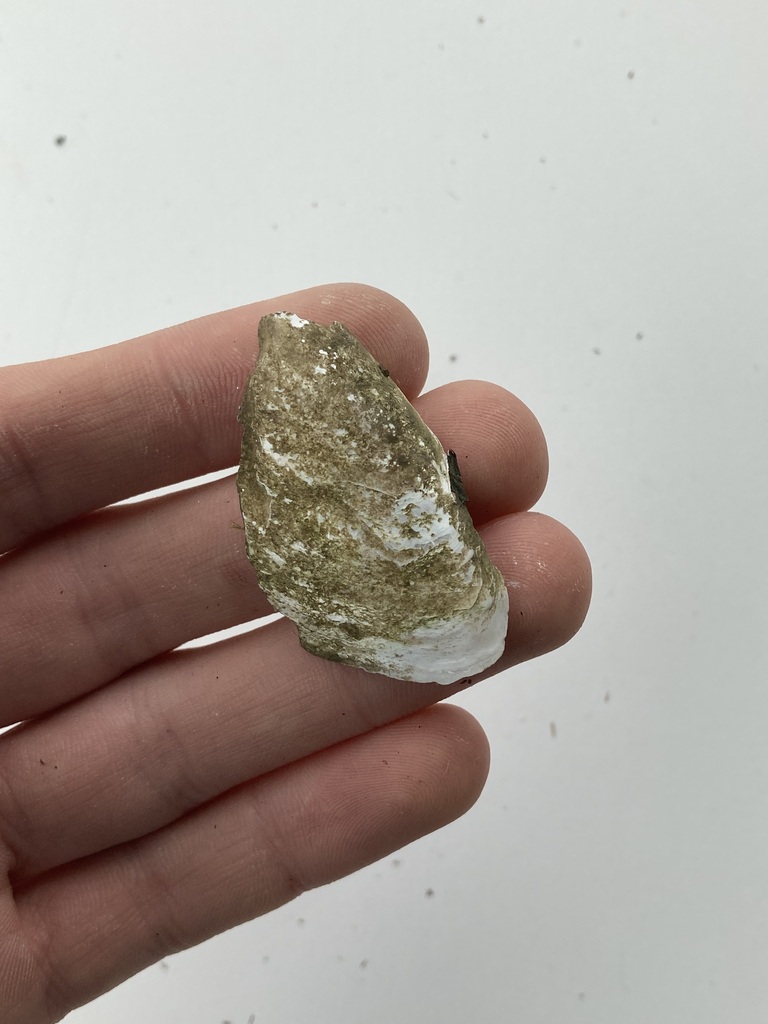 Lampsilini from Boeuf Creek, Colter's Landing Access, MO on May 16