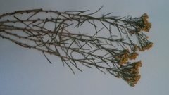 Chrysothamnus greenei