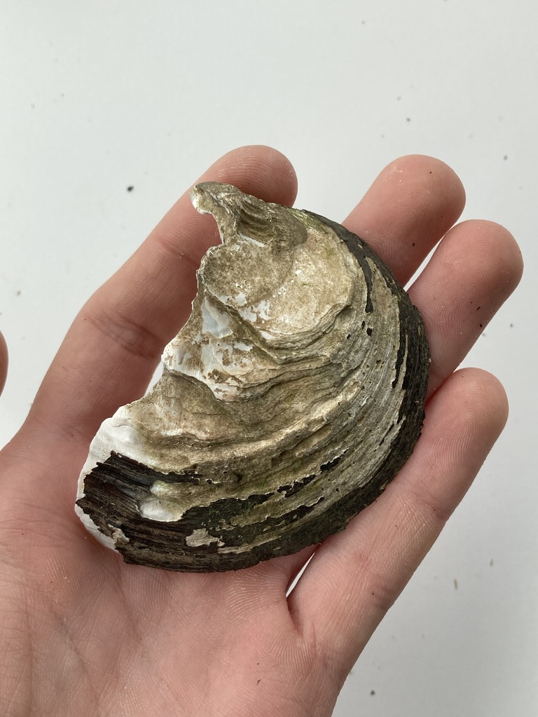 Mapleleaf from Boeuf Creek, Colter's Landing Access, MO on May 16, 2023