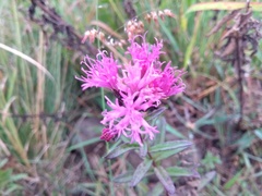 Vernonanthura serratuloides