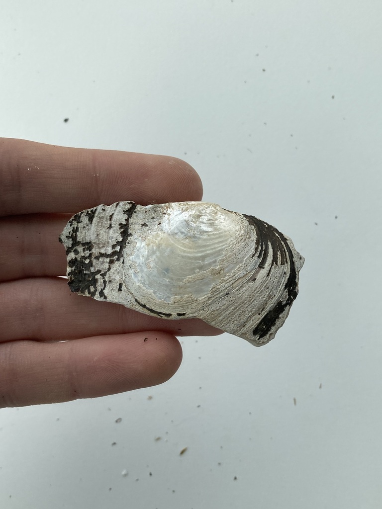 White Heelsplitter from Boeuf Creek, Colter's Landing Access, MO on May