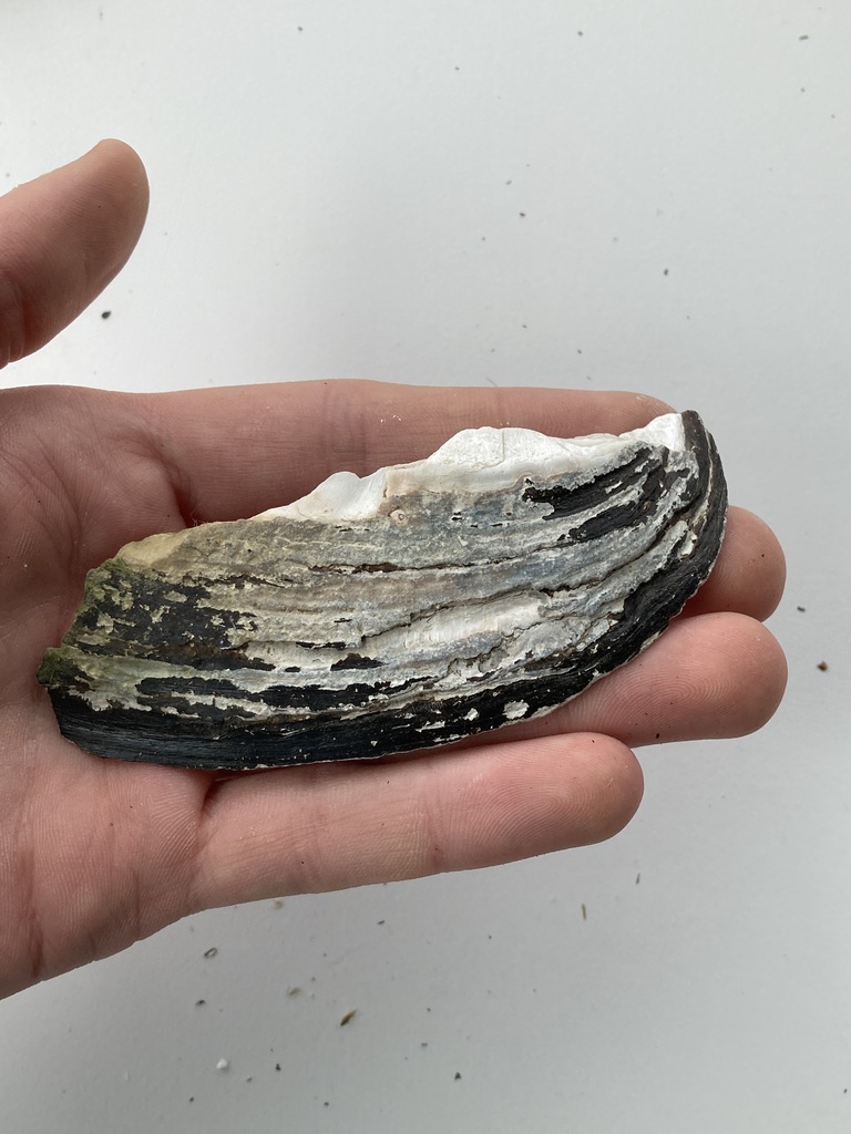 Pink Heelsplitter from Boeuf Creek, Colter's Landing Access, MO on May